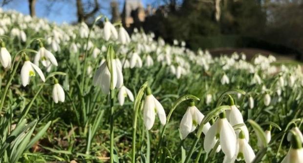 Snowdrops at Waddesdon Manor, Aylesbury, Buckinghamshire